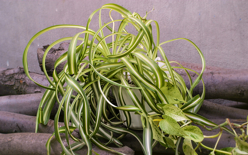 From Hierarchy to Spider Plants Your Organization Is Changing and So Should Your Design